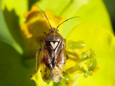  Lygus pratensis (Linnaeus, 1758)