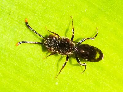  Nomada furva Panzer, 1798