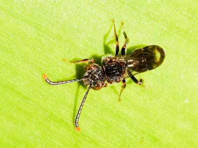  Nomada furva Panzer, 1798