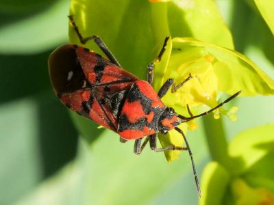  Spilostethus pandurus (Scopoli, 1763)