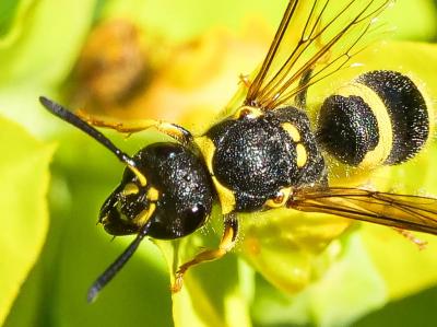  Ancistrocerus Wesmael, 1836