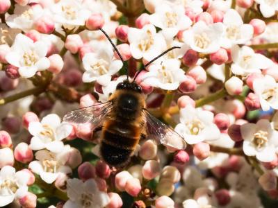 Osmia cornuta (Latreille, 1805)
