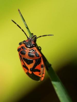  Eurydema ornata (Linnaeus, 1758)