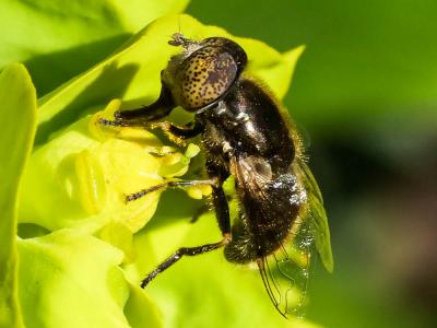  Eristalinus aeneus (Scopoli, 1763)