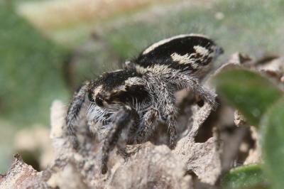  Pellenes arciger (Walckenaer, 1837)