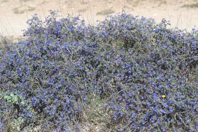 Grémil ligneux Lithodora fruticosa (L.) Griseb., 1844