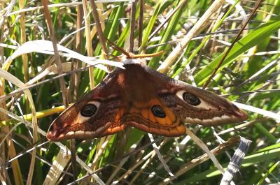 Petit Paon de Nuit (Le) Saturnia pavonia (Linnaeus, 1758)