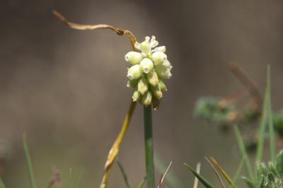 Muscari à grappes, Muscari négligé Muscari neglectum Guss. ex Ten., 1842