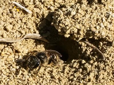  Lasioglossum Curtis, 1833