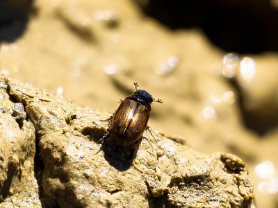  Aphodius Hellwig, 1798