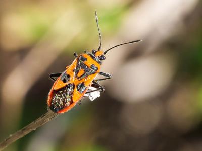 Corise de la jusquiame Corizus hyoscyami (Linnaeus, 1758)