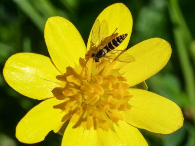  Sphaerophoria scripta (Linnaeus, 1758)