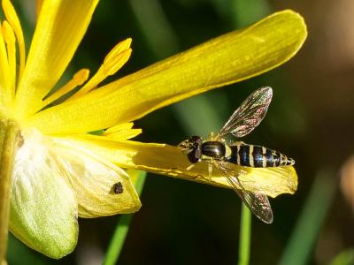  Sphaerophoria scripta (Linnaeus, 1758)