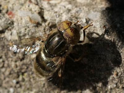  Eristalinus aeneus (Scopoli, 1763)