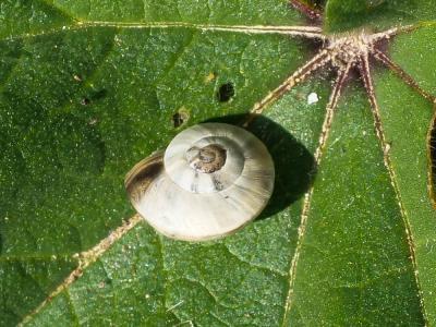 Hélicelle des Balkans Xeropicta derbentina (Krynicki, 1836)