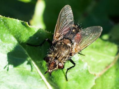  Peleteria meridionalis (Robineau-Desvoidy, 1830)