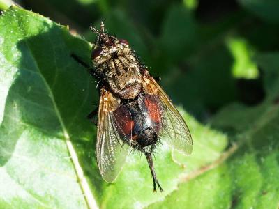 Peleteria meridionalis (Robineau-Desvoidy, 1830)