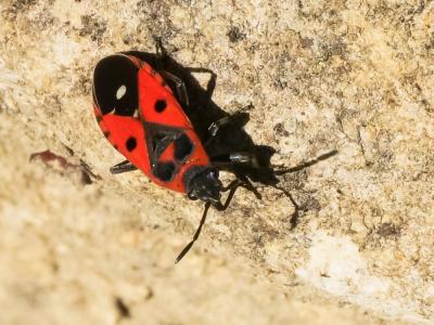  Melanocoryphus albomaculatus (Goeze, 1778)