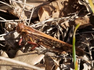 Criquet migrateur, Criquet voyageur, Criquet cendr Locusta migratoria (Linnaeus, 1758)