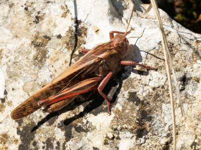 Criquet migrateur, Criquet voyageur, Criquet cendr Locusta migratoria (Linnaeus, 1758)
