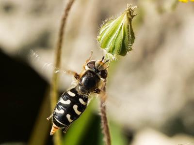 Syrphe du poirier, Syrphe pyrastre Scaeva pyrastri (Linnaeus, 1758)