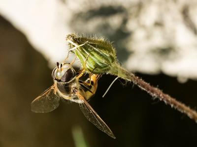 Syrphe du poirier, Syrphe pyrastre Scaeva pyrastri (Linnaeus, 1758)