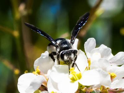  Andrena agilissima (Scopoli, 1770)