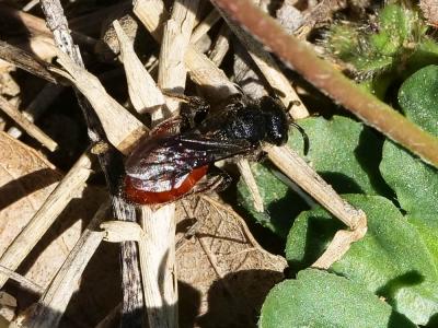  Sphecodes Latreille, 1804