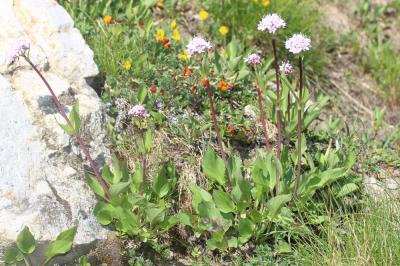 Valériane des montagnes Valeriana montana L., 1753