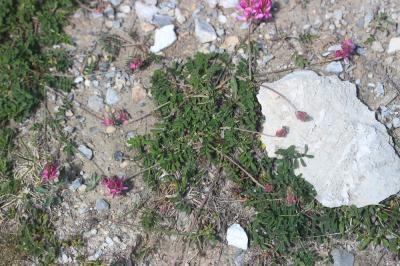 Sainfoin de montagne Onobrychis montana DC., 1805