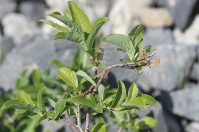 Saule fétide Salix foetida Schleich. ex DC., 1805