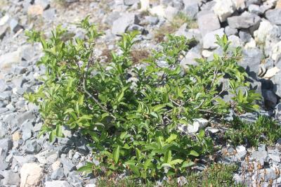 Saule fétide Salix foetida Schleich. ex DC., 1805