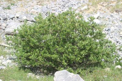 Saule fétide Salix foetida Schleich. ex DC., 1805