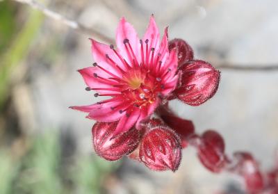Joubarbe-araignée, Joubarbe à toiles d'araignée Sempervivum arachnoideum L., 1753