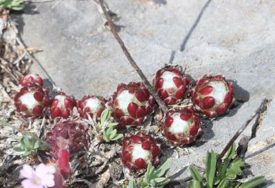 Joubarbe-araignée, Joubarbe à toiles d'araignée Sempervivum arachnoideum L., 1753