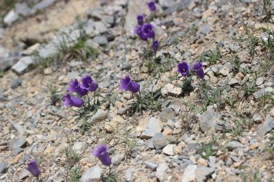 Campanule des Alpes Campanula alpestris All., 1773