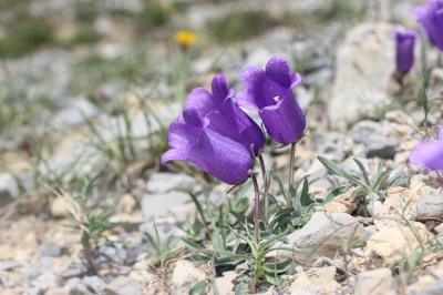 Campanule des Alpes Campanula alpestris All., 1773