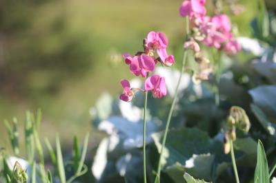 Gesse des bois, Grande Gesse Lathyrus sylvestris L., 1753