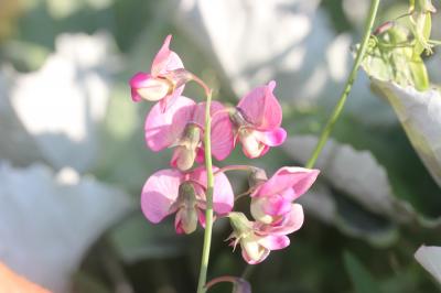Gesse des bois, Grande Gesse Lathyrus sylvestris L., 1753