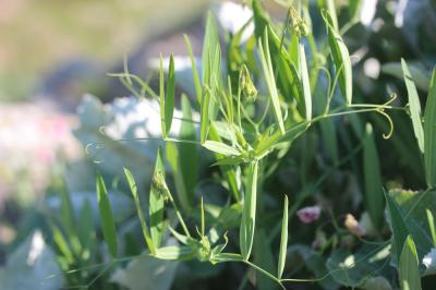 Gesse des bois, Grande Gesse Lathyrus sylvestris L., 1753