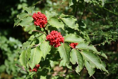 Sureau à grappes, Sureau de montagne Sambucus racemosa L., 1753