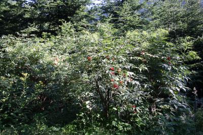 Sureau à grappes, Sureau de montagne Sambucus racemosa L., 1753