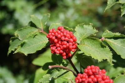 Sureau à grappes, Sureau de montagne Sambucus racemosa L., 1753