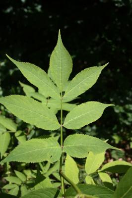 Sureau à grappes, Sureau de montagne Sambucus racemosa L., 1753