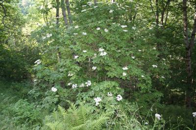 Sureau à grappes, Sureau de montagne Sambucus racemosa L., 1753