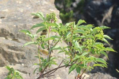 Sureau à grappes, Sureau de montagne Sambucus racemosa L., 1753