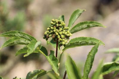 Sureau à grappes, Sureau de montagne Sambucus racemosa L., 1753
