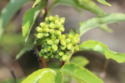 Sureau à grappes, Sureau de montagne Sambucus racemosa L., 1753