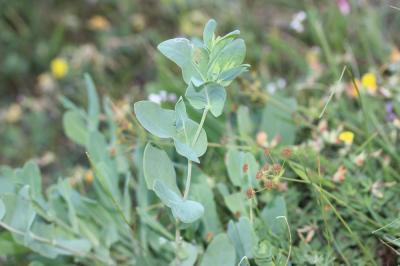 Mélinet mineur Cerinthe minor subsp. auriculata (Ten.) Rouy, 1927