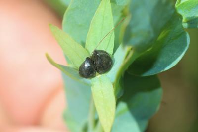 Mélinet mineur Cerinthe minor subsp. auriculata (Ten.) Rouy, 1927